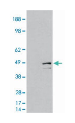DAP3, Goat, Polyclonal Antibody, Abnova 100&mu;g; Unlabeled:Antibodies,