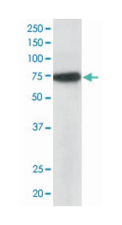 NUP85, Goat, Polyclonal Antibody, Abnova 100 &mu;g | Buy Online | Abnova Corporation | Fisher Scientific