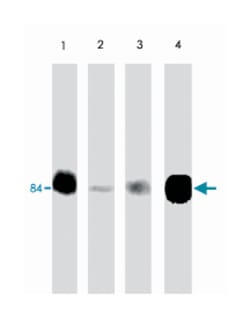 JUP (phospho Y550), Rabbit anti-Human, Mouse, Rat, Polyclonal Antibody,