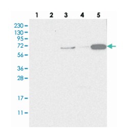 SH3TC2, Rabbit, Polyclonal Antibody, Abnova 100 &mu;L | Buy Online | Abnova Corporation | Fisher Scientific