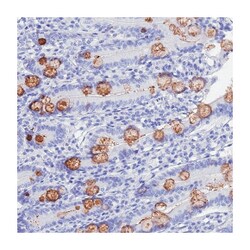 OR10J3, Rabbit, Polyclonal Antibody, Abnova 100 &mu;L | Buy Online | Abnova | Fisher Scientific
