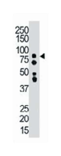 SNF1LK, Rabbit, Polyclonal Antibody, Abnova 400 &mu;L | Buy Online | Abnova Corporation | Fisher Scientific