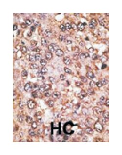 SIRT5 Rabbit anti-Human, Polyclonal Antibody, Abnova 400&mu;L; Unlabeled:Antibodies,