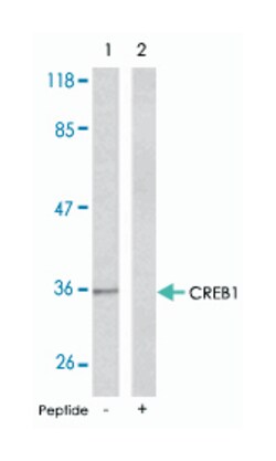 CREB1 Rabbit anti-Human, Mouse, Rat, Polyclonal Antibody, Abnova 100 &mu;g | Buy Online | Abnova Corporation | Fisher Scientific