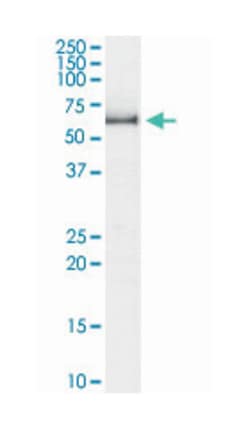 KPNA1, Goat, Polyclonal Antibody, Abnova 100 &mu;g | Buy Online | Abnova Corporation | Fisher Scientific