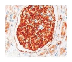 SLC9A3R2 Goat anti-Human, Polyclonal Antibody, Abnova 100 &mu;g | Buy Online | Abnova Corporation | Fisher Scientific