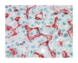 AOC3 Goat anti-Human, Polyclonal Antibody, Abnova 100 &mu;g | Buy Online | Abnova Corporation | Fisher Scientific
