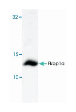 Fkbp1a, Rabbit, Polyclonal Antibody, Abnova 100&mu;g; Unlabeled:Antibodies,