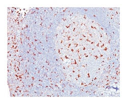 CD68, Mouse, Clone: KP1, Abnova 500&mu;L; Unlabeled:Antibodies, Monoclonal