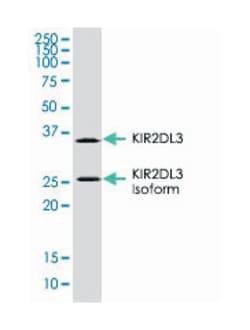 KIR2DL3, Mouse, Clone: 190IIC311, Abnova 100&mu;L; Unlabeled:Antibodies,