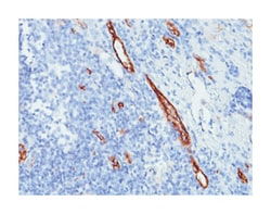 VWF, Mouse, Clone: VWF635, Abnova 100&mu;g; Unlabeled:Antibodies, Monoclonal