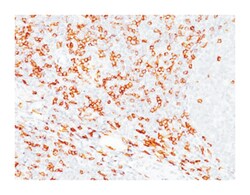 CD8A, Mouse, Clone: SPM548, Abnova 100&mu;g; Unlabeled:Antibodies, Monoclonal