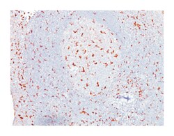 CD68, Mouse, Clone: SPM130, Abnova 100 &mu;g | Buy Online | Abnova Corporation | Fisher Scientific