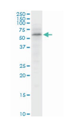 sorting nexin 4, Mouse, Purified MaxPab Polyclonal Antibody, Abnova 50&mu;g;