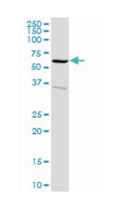 sorting nexin 4, Rabbit, Purified MaxPab Polyclonal Antibody, Abnova 100&mu;g;