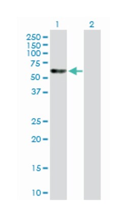 embryonic ectoderm development, Mouse, Purified MaxPab Polyclonal Antibody, Abnova 50 &mu;g | Buy Online | Abnova Corporation | Fisher Scientific
