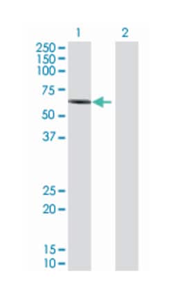 receptor-interacting serine-threonine kinase 2, Mouse, Polyclonal Antibody,