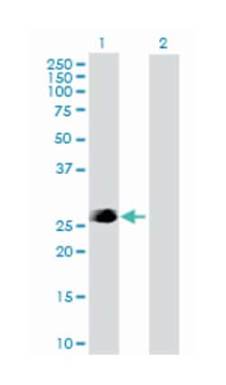 Fas (TNFRSF6)-associated via death domain, Rabbit, Purified MaxPab Polyclonal