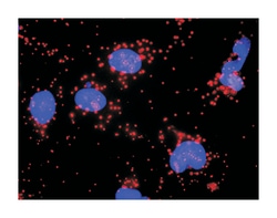 Fas (TNFRSF6)-associated via death domain, Rabbit, Purified MaxPab Polyclonal