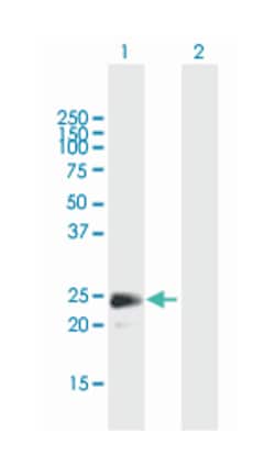 fibroblast growth factor 18, Mouse, Purified MaxPab™ Polyclonal Antibody, Abnova™