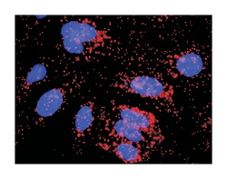 CASP8 and FADD-like apoptosis regulator, Rabbit, Purified MaxPab Polyclonal