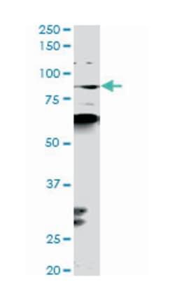 K(lysine) acetyltransferase 2B, Mouse, Clone: 1H2, Abnova 100&mu;g; Unlabeled:Antibodies,