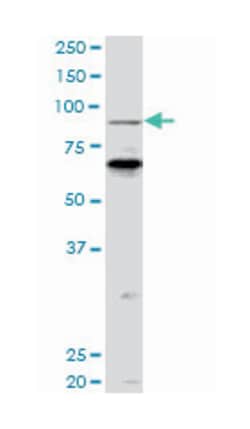 K(lysine) acetyltransferase 2B, Mouse, Clone: 5E11, Abnova 100&mu;g; Unlabeled:Anticorps,
