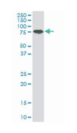 K(lysine) acetyltransferase 2B, Mouse, Clone: 5E11, Abnova 100&mu;g; Unlabeled:Anticorps,