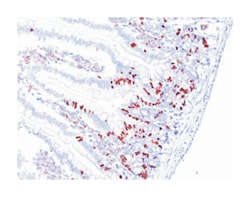 Bromodeoxyuridine, Mouse, Clone: SPM166, Abnova 100&mu;g; Unlabeled:Antibodies,