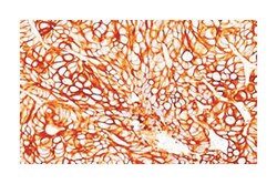 KRT18, Mouse, Clone: SPM510, Abnova 100 &mu;g | Buy Online | Abnova | Fisher Scientific