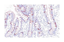 MUC2, Mouse, Clone: SPM296, Abnova 100&mu;g; Unlabeled:Antibodies, Monoclonal