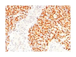 MYOG, Mouse, Clone: SPM144, Abnova 100&mu;g; Unlabeled:Antibodies, Monoclonal