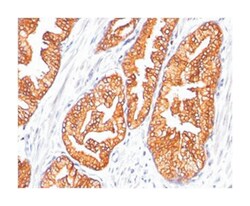 ODC1, Mouse, Clone: SPM565, Abnova 100&mu;g; Unlabeled:Antibodies, Monoclonal