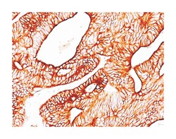 KRT8, Mouse, Clone: TS1, Abnova 100&mu;g; Unlabeled:Antibodies, Monoclonal