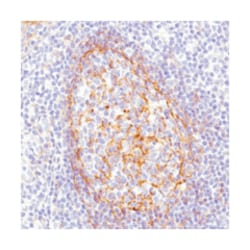CD276, Rabbit, Clone: SP206, Abnova 100&mu;L; Unlabeled:Antibodies, Monoclonal