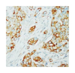 AKT1/AKT2 Rabbit anti-Human, Mouse, Rat, Polyclonal Antibody, Abnova 100 &mu;g | Buy Online | Abnova Corporation | Fisher Scientific