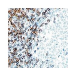 CD3, Mouse, Clone: LN10, Abnova 3 x 1 mL | Buy Online | Abnova Corporation | Fisher Scientific