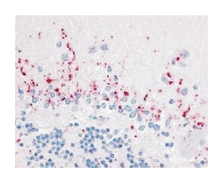 WNT2B, Rabbit, Polyclonal Antibody, Abnova 50&mu;g; Unlabeled:Antibodies,
