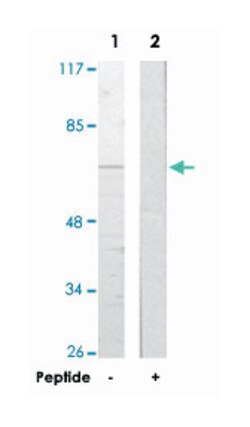 EIF3L Rabbit anti-Human, Mouse, Polyclonal Antibody, Abnova 100 &mu;g | Buy Online | Abnova | Fisher Scientific
