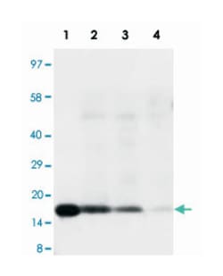 IL18 Rabbit anti-Human, Polyclonal Antibody, Abnova 100&mu;g; Unlabeled:Antibodies,