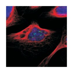 SELENBP1 Rabbit anti-Human, Polyclonal Antibody, Abnova 100 &mu;L | Buy Online | Abnova Corporation | Fisher Scientific