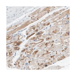 XIRP1 Rabbit anti-Human, Polyclonal Antibody, Abnova 100&mu;L; Unlabeled:Antibodies,