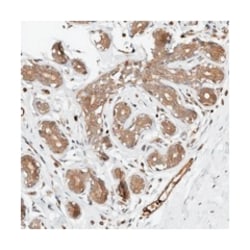 OTUD6B Rabbit anti-Human, Polyclonal Antibody, Abnova 100&mu;L; Unlabeled:Antibodies,