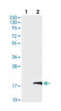 LYRM4, Rabbit, Polyclonal Antibody, Abnova 100&mu;L; Unlabeled:Antibodies,