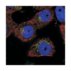 TNPO3 Rabbit anti-Human, Polyclonal Antibody, Abnova 100&mu;L; Unlabeled:Antibodies,