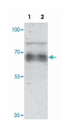 GZF1 Rabbit anti-Human, Polyclonal Antibody, Abnova 100 &mu;g | Buy Online | Abnova Corporation | Fisher Scientific