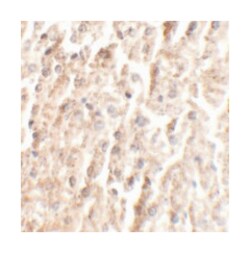 ANGPT2 Rabbit anti-Human, Mouse, Rat, Polyclonal Antibody, Abnova 100&mu;g;