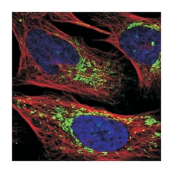 CHCHD2 Rabbit anti-Human, Polyclonal Antibody, Abnova 100 &mu;L | Buy Online | Abnova Corporation | Fisher Scientific