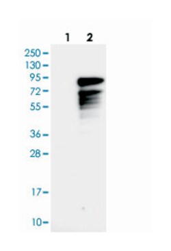 MECP2 Rabbit anti-Human, Polyclonal Antibody, Abnova 100 &mu;L | Buy Online | Abnova Corporation | Fisher Scientific