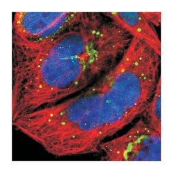 CSDC2, Rabbit, Polyclonal Antibody, Abnova 100 &mu;L | Buy Online | Abnova Corporation | Fisher Scientific